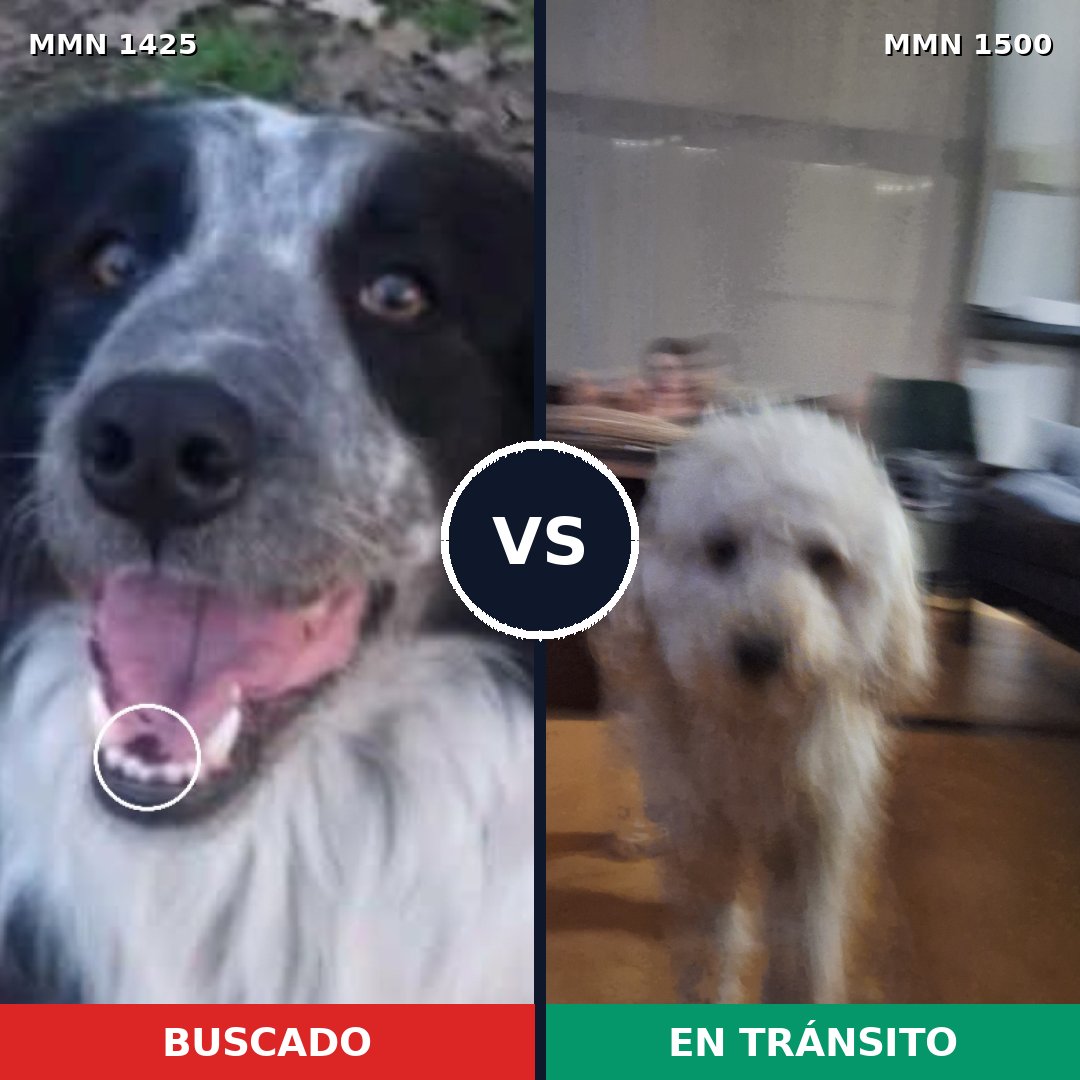Comparativa MMS 26897: mascota perdida y mascota encontrada, 35% de similitud