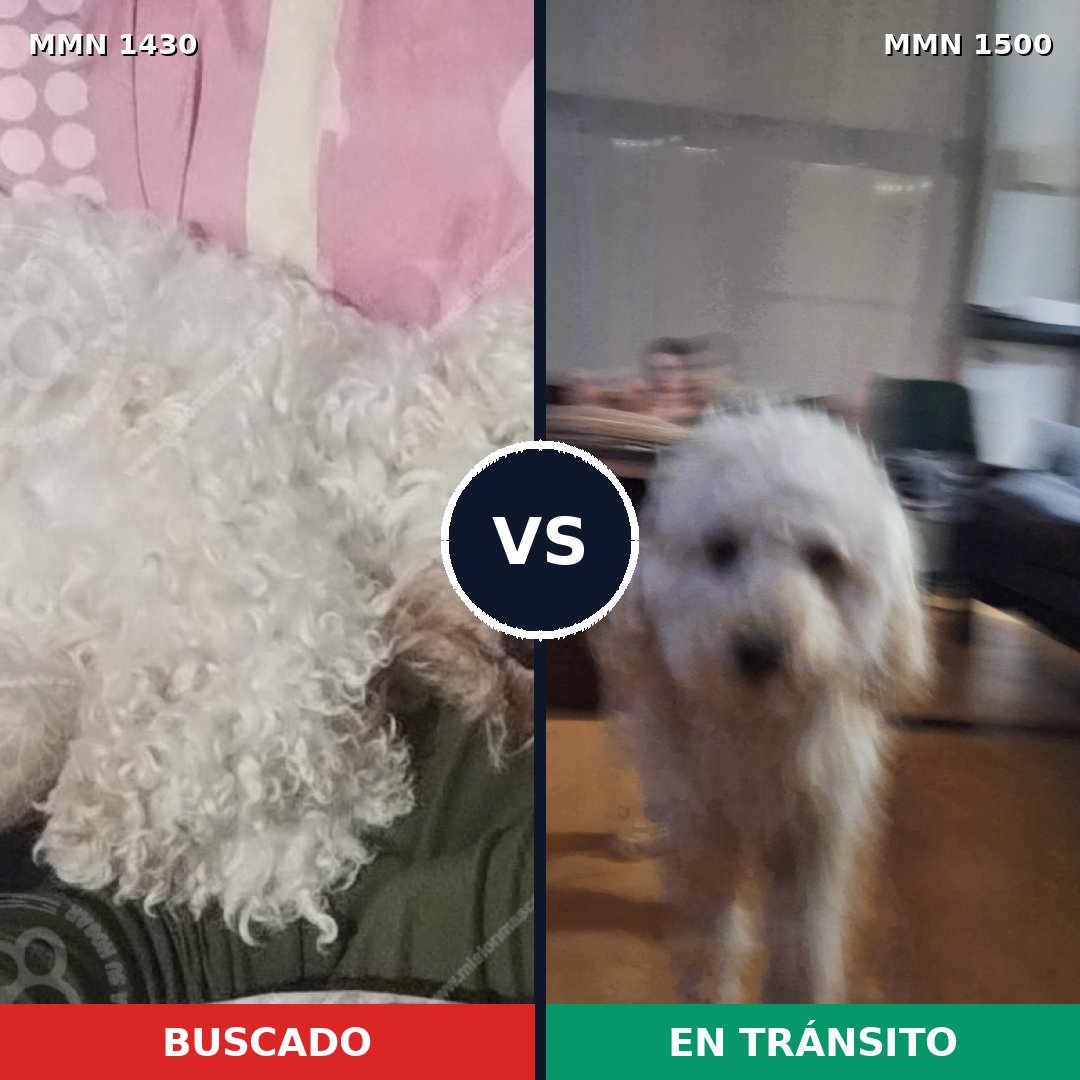 Comparativa MMS 26898: mascota perdida y mascota encontrada, 58% de similitud