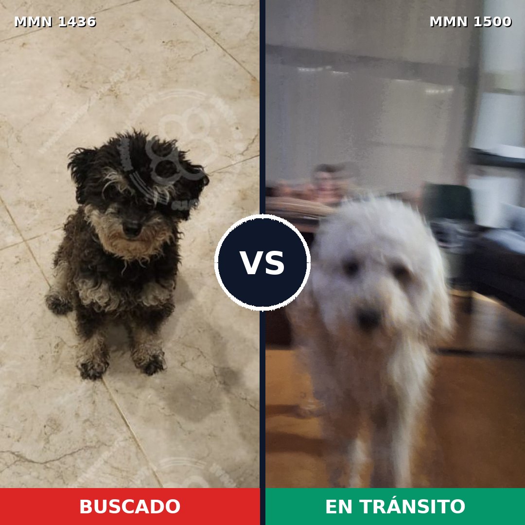 Comparativa MMS 26899: mascota perdida y mascota encontrada, 46% de similitud