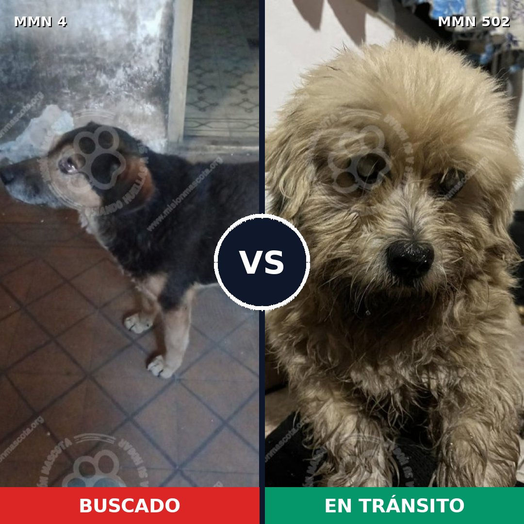 Comparativa MMS 269: mascota perdida y mascota encontrada, 63% de similitud