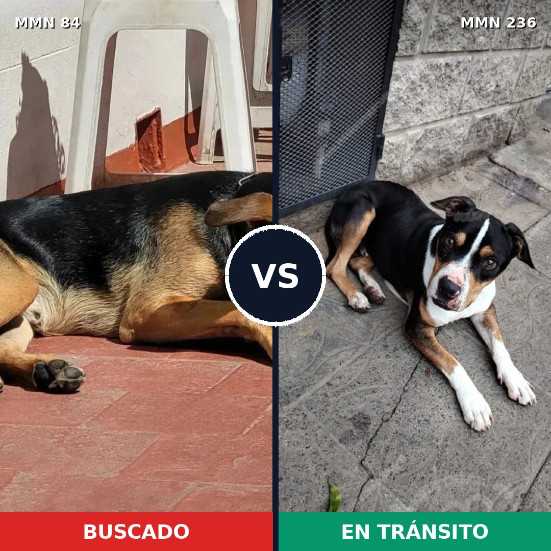 Comparativa MMS 2690: mascota perdida y mascota encontrada, 43% de similitud