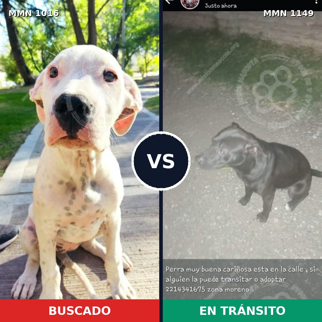 Comparativa MMS 26901: mascota perdida y mascota encontrada, 31% de similitud