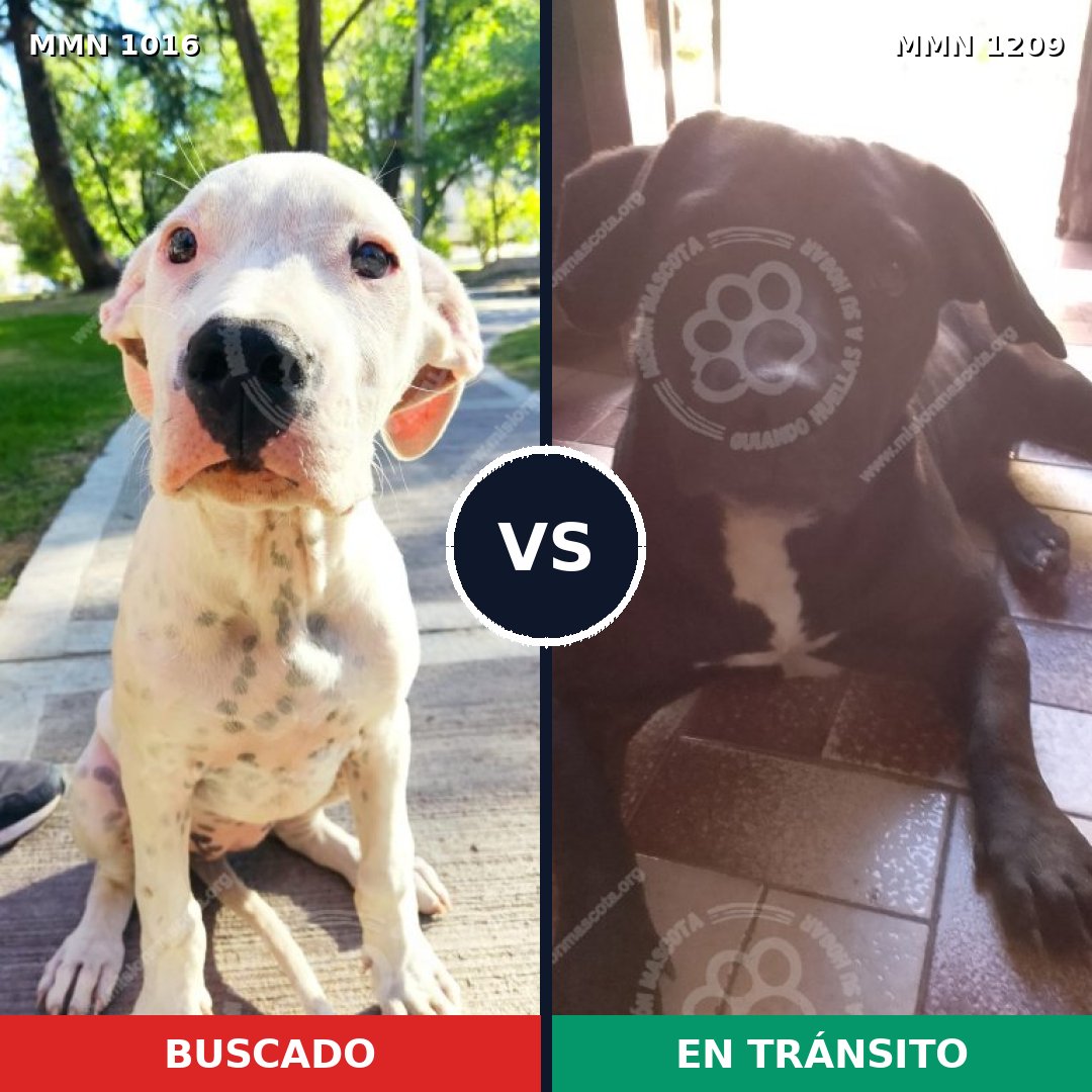Comparativa MMS 26902: mascota perdida y mascota encontrada, 36% de similitud