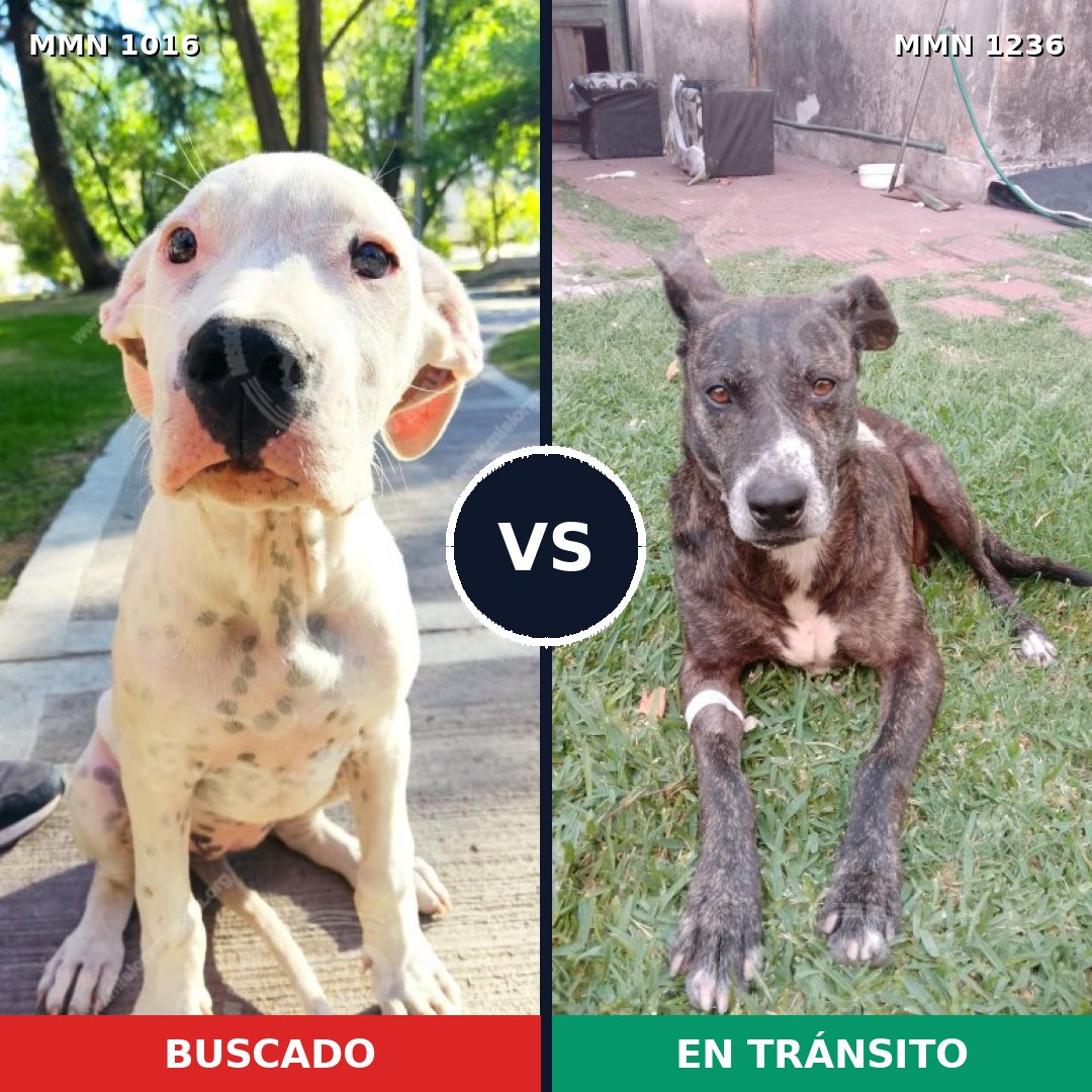 Comparativa MMS 26903: mascota perdida y mascota encontrada, 32% de similitud