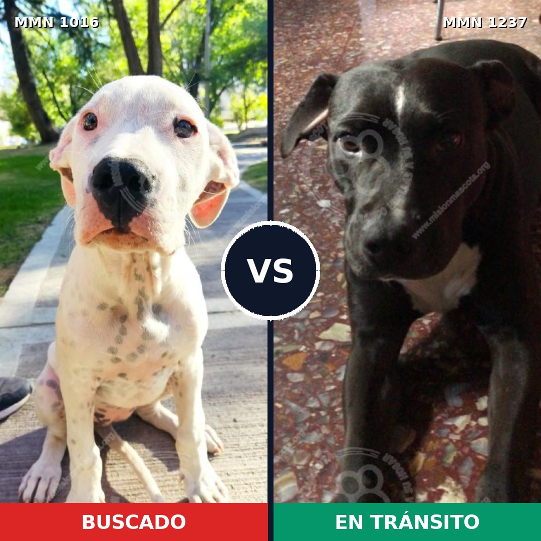 Comparativa MMS 26904: mascota perdida y mascota encontrada, 45% de similitud