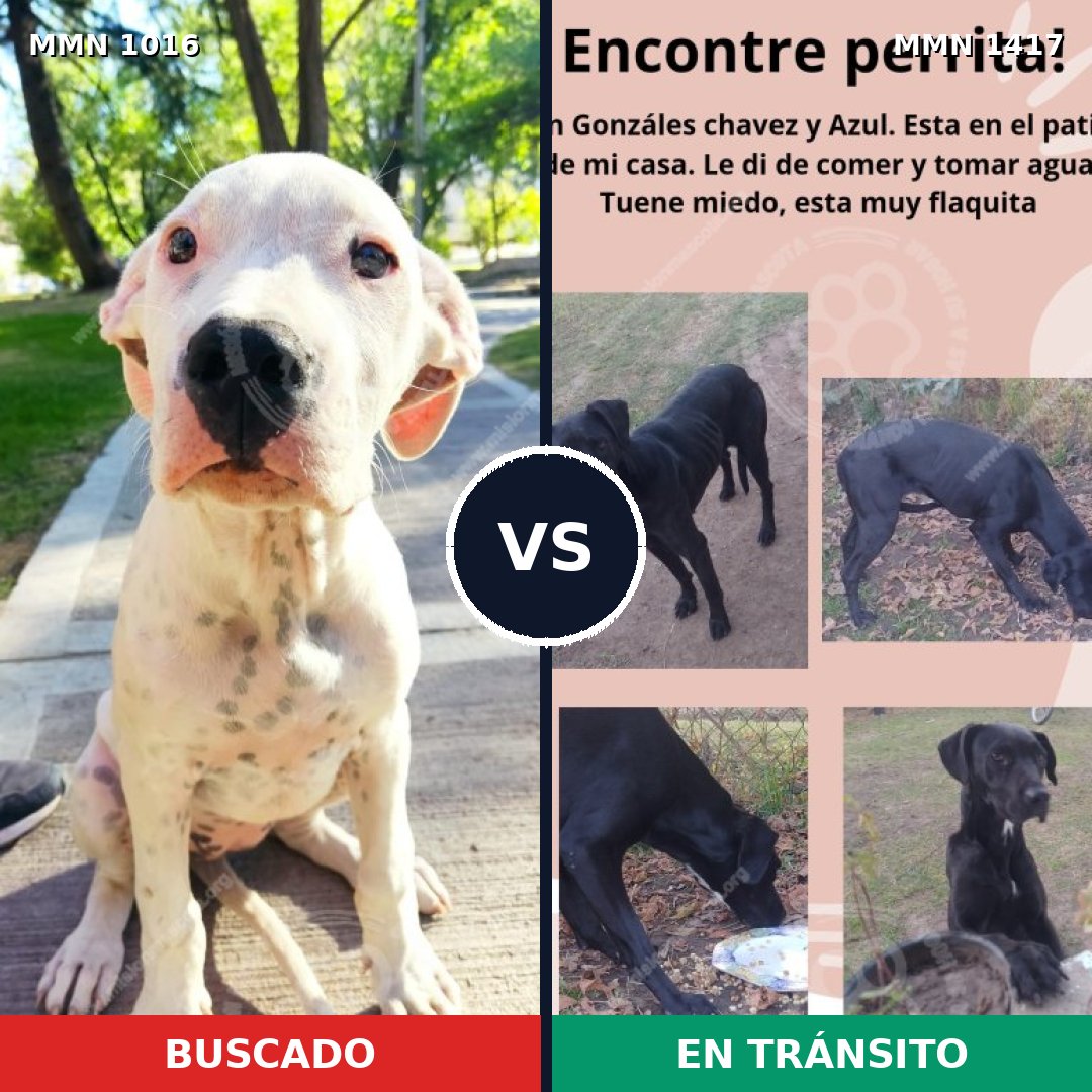 Comparativa MMS 26909: mascota perdida y mascota encontrada, 40% de similitud