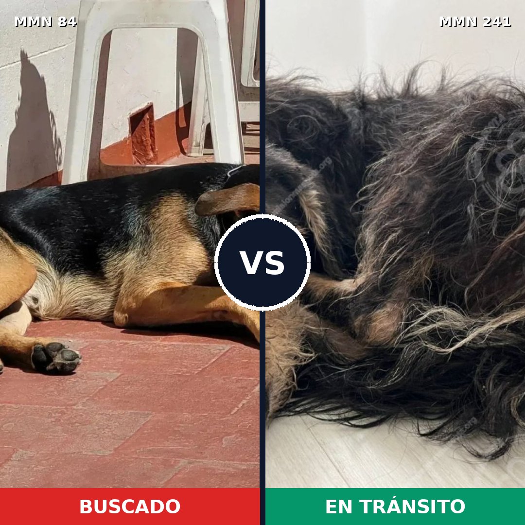 Comparativa MMS 2691: mascota perdida y mascota encontrada, 55% de similitud