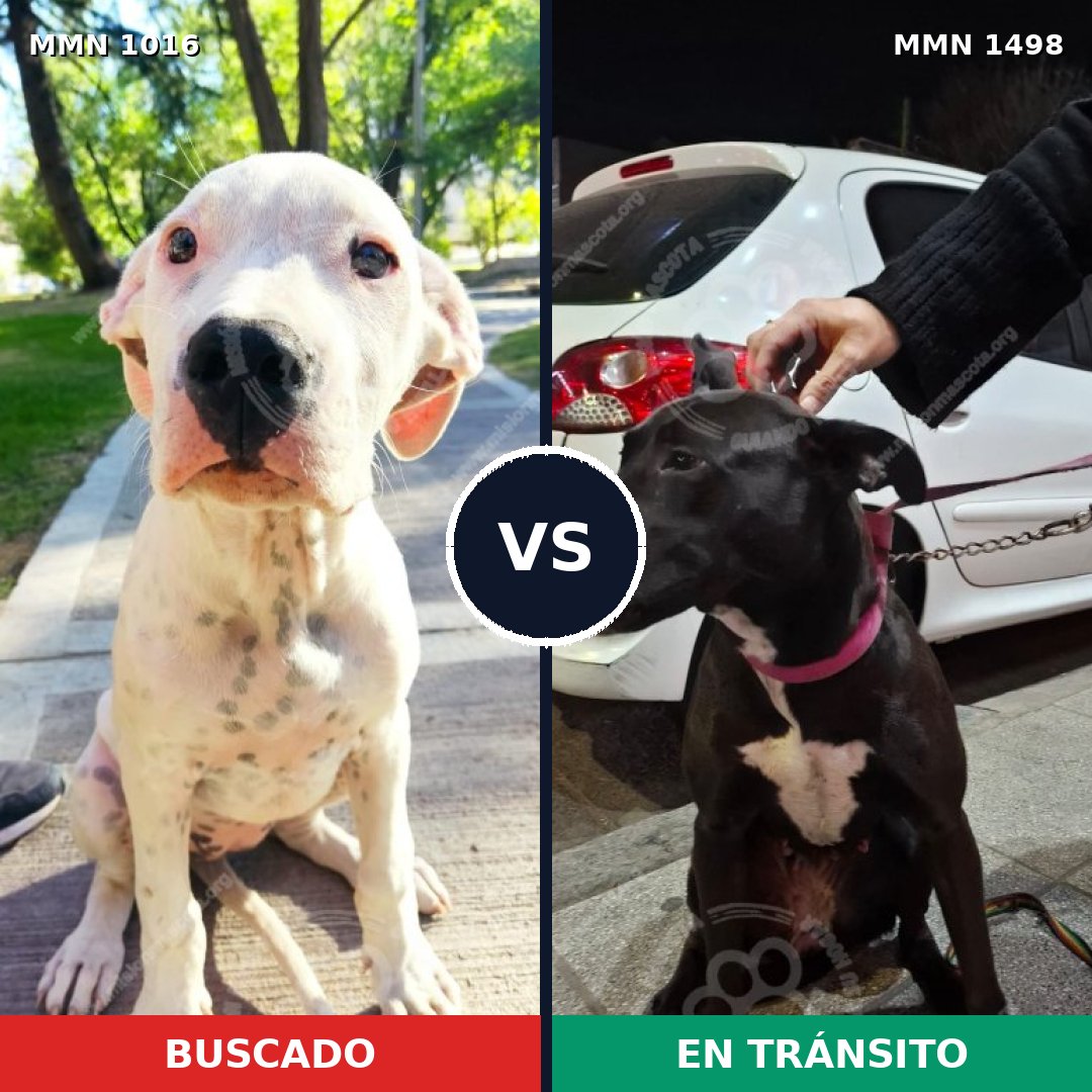 Comparativa MMS 26910: mascota perdida y mascota encontrada, 41% de similitud
