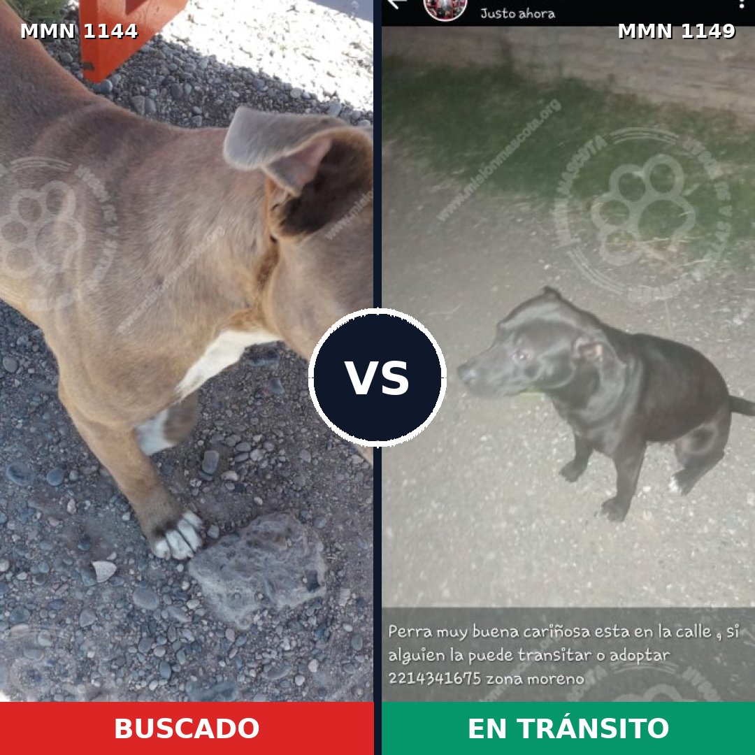 Comparativa MMS 26911: mascota perdida y mascota encontrada, 40% de similitud
