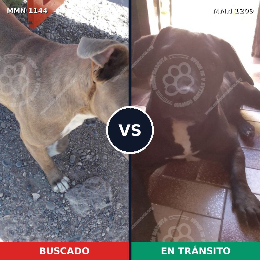 Comparativa MMS 26912: mascota perdida y mascota encontrada, 48% de similitud