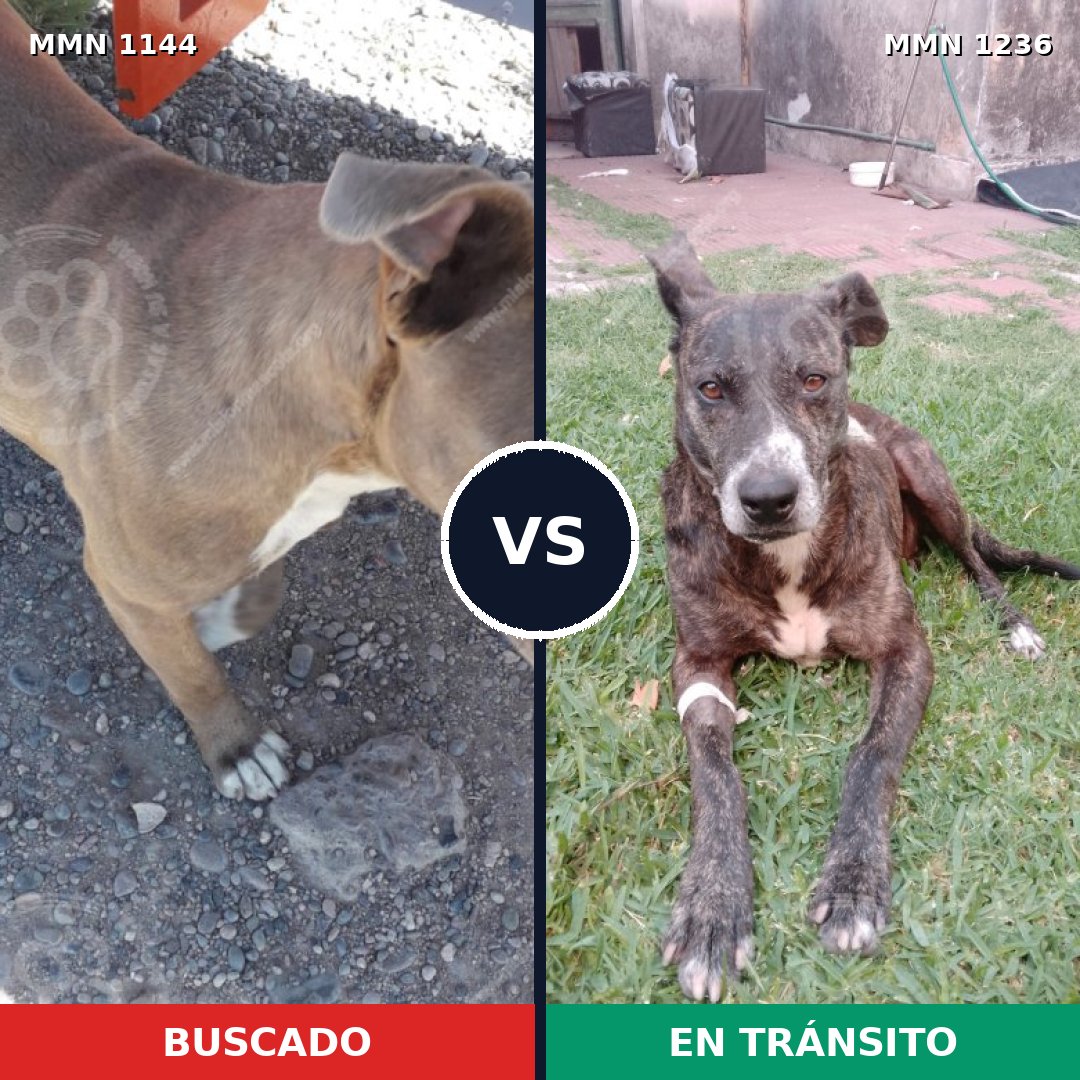 Comparativa MMS 26913: mascota perdida y mascota encontrada, 46% de similitud