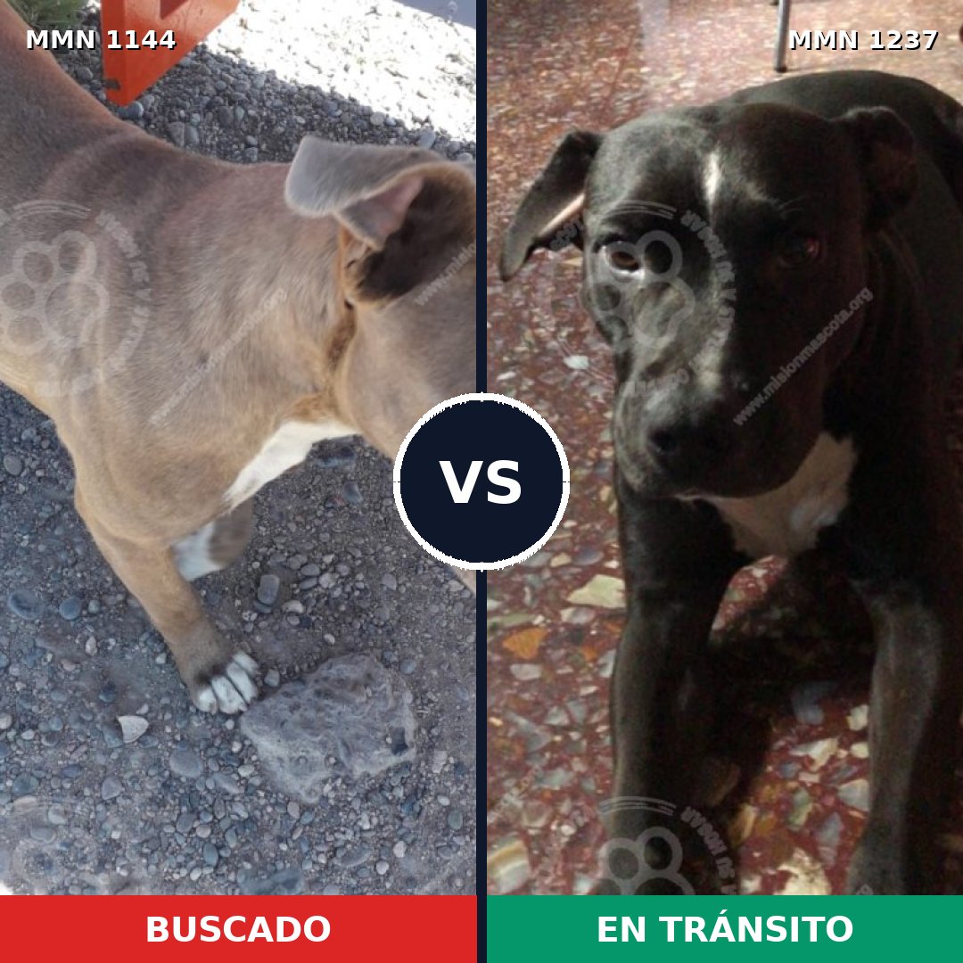 Comparativa MMS 26914: mascota perdida y mascota encontrada, 50% de similitud
