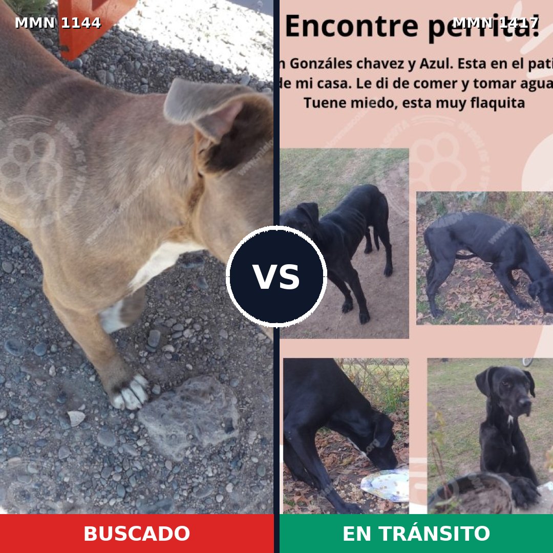 Comparativa MMS 26919: mascota perdida y mascota encontrada, 50% de similitud