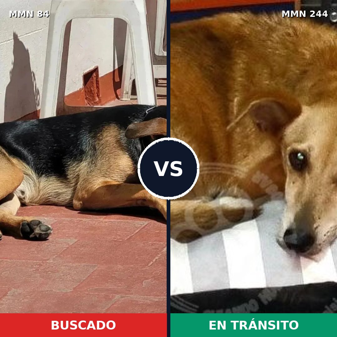 Comparativa MMS 2692: mascota perdida y mascota encontrada, 63% de similitud