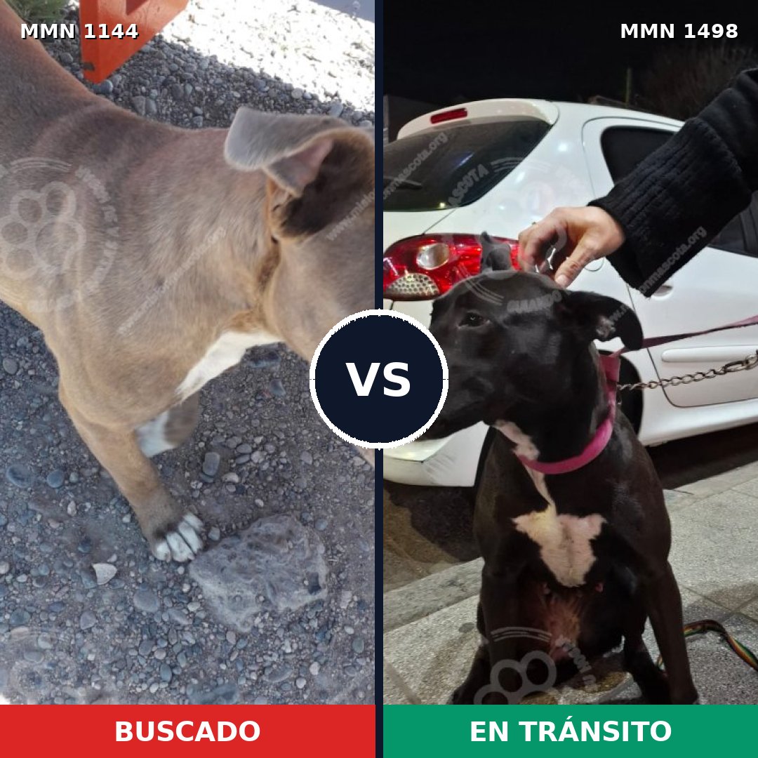 Comparativa MMS 26920: mascota perdida y mascota encontrada, 50% de similitud