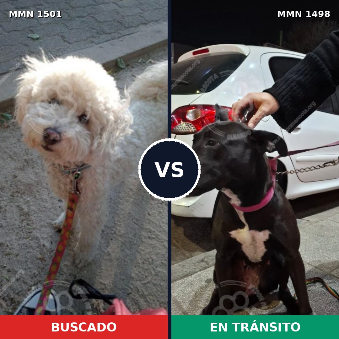 Comparativa MMS 26921: mascota perdida y mascota encontrada, 47% de similitud