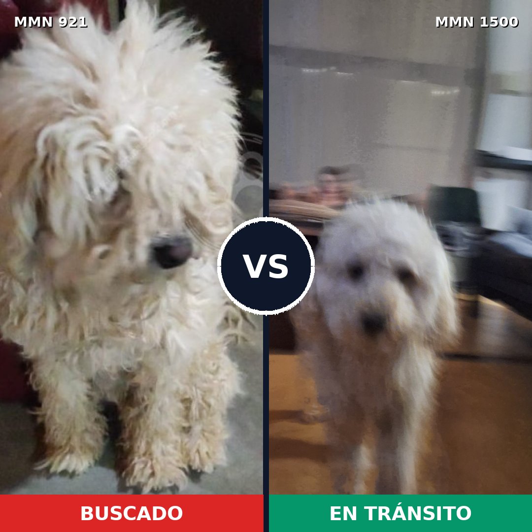 Comparativa MMS 26922: mascota perdida y mascota encontrada, 47% de similitud