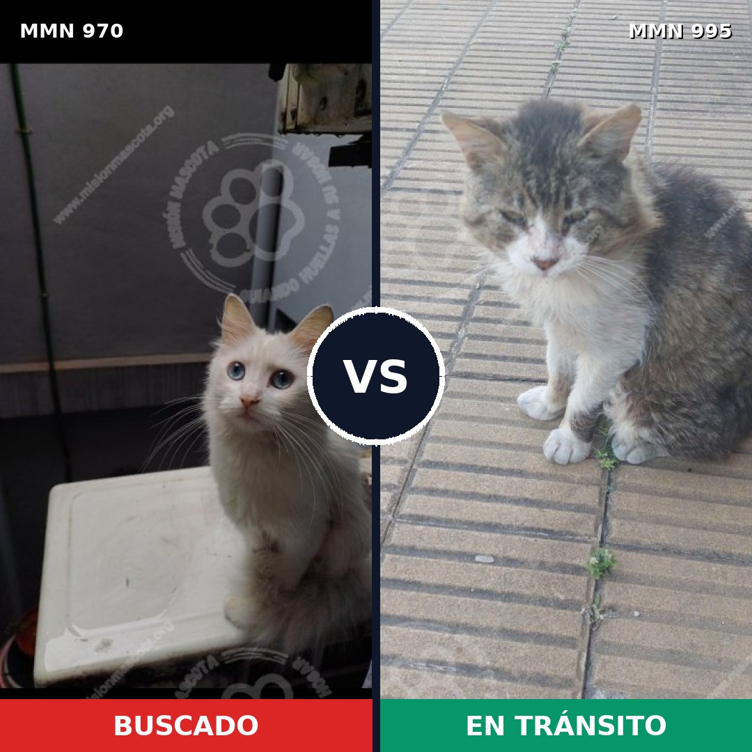 Comparativa MMS 26923: mascota perdida y mascota encontrada, 40% de similitud
