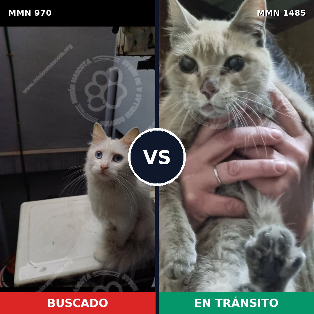 Comparativa MMS 26924: mascota perdida y mascota encontrada, 43% de similitud