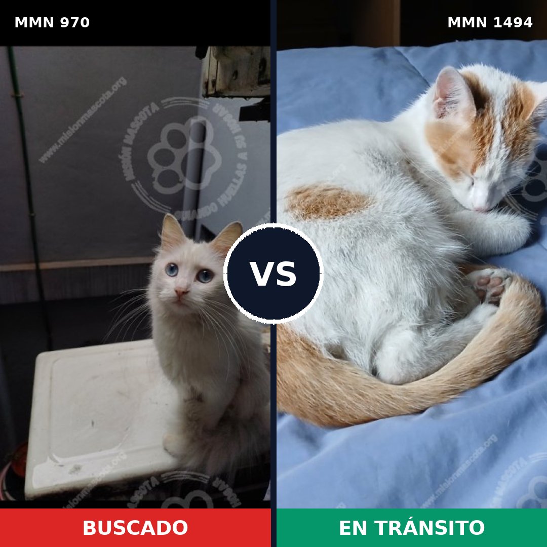 Comparativa MMS 26925: mascota perdida y mascota encontrada, 43% de similitud