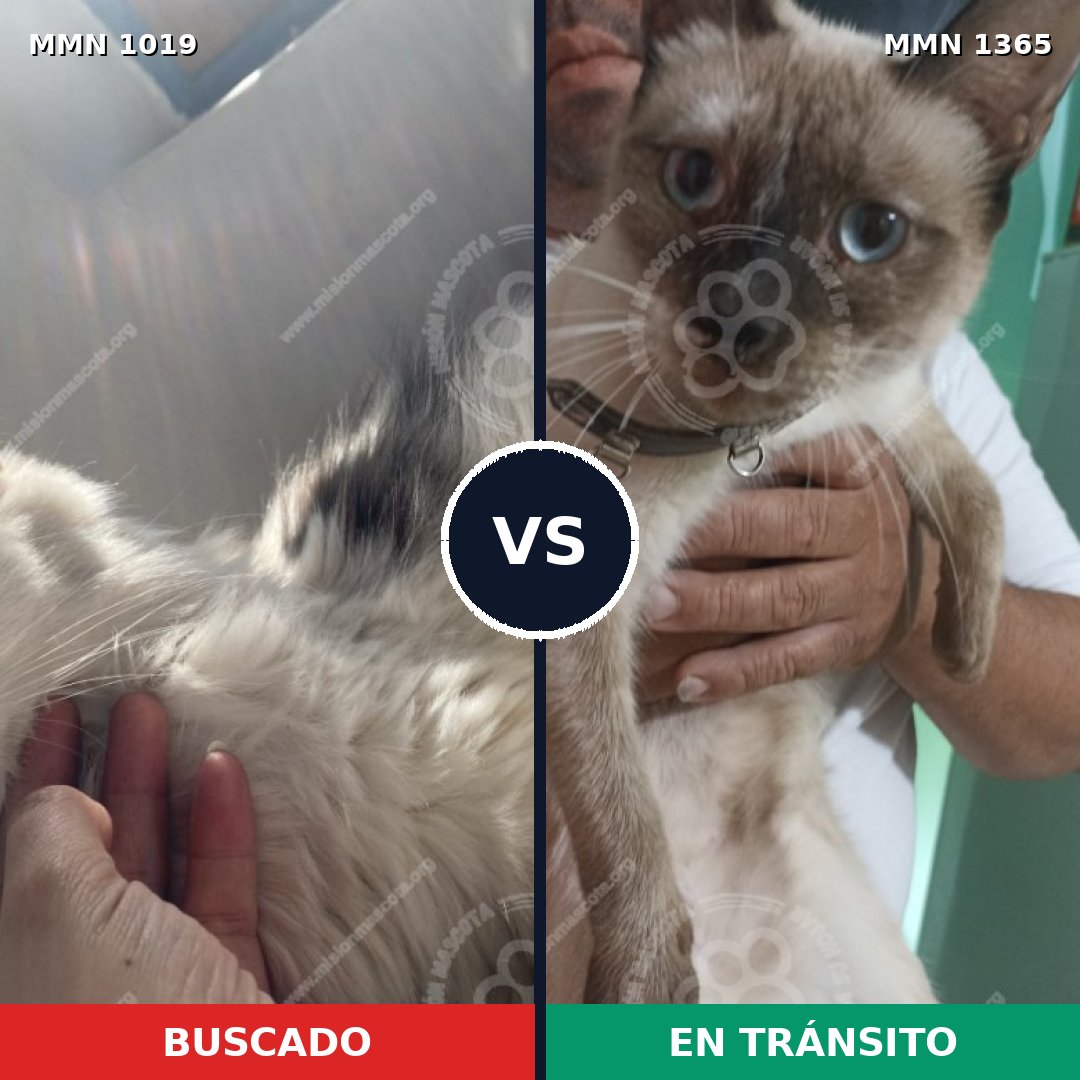 Comparativa MMS 26929: mascota perdida y mascota encontrada, 30% de similitud