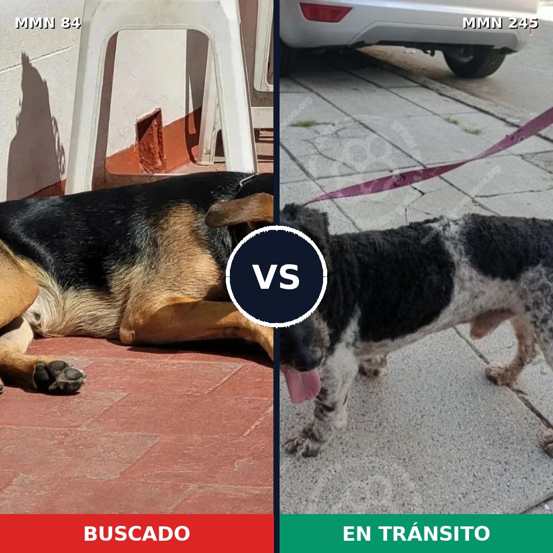 Comparativa MMS 2693: mascota perdida y mascota encontrada, 73% de similitud