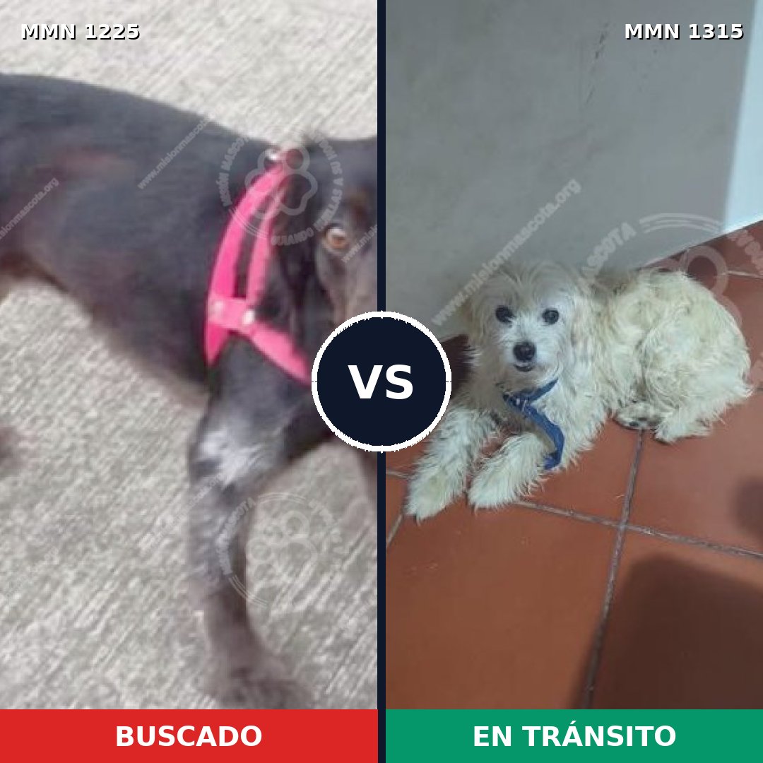 Comparativa MMS 26930: mascota perdida y mascota encontrada, 66% de similitud