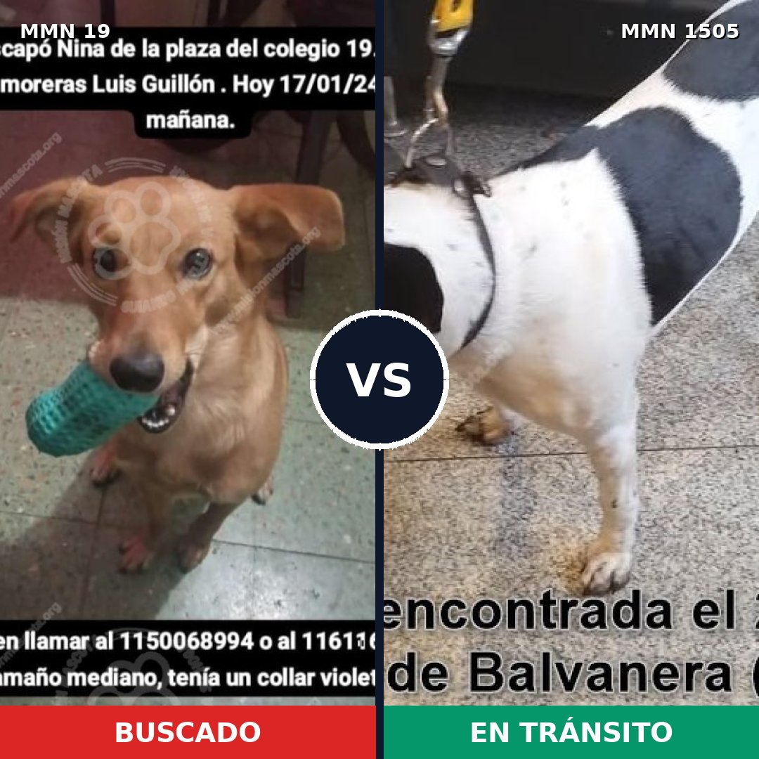 Comparativa MMS 26932: mascota perdida y mascota encontrada, 61% de similitud