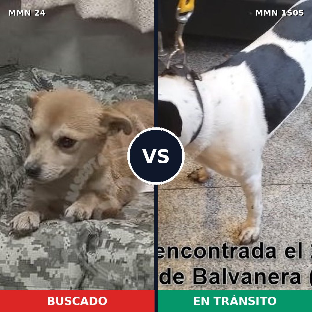Comparativa MMS 26934: mascota perdida y mascota encontrada, 49% de similitud