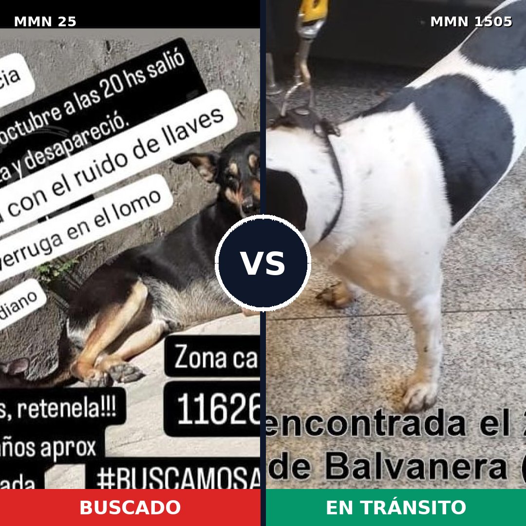 Comparativa MMS 26935: mascota perdida y mascota encontrada, 64% de similitud