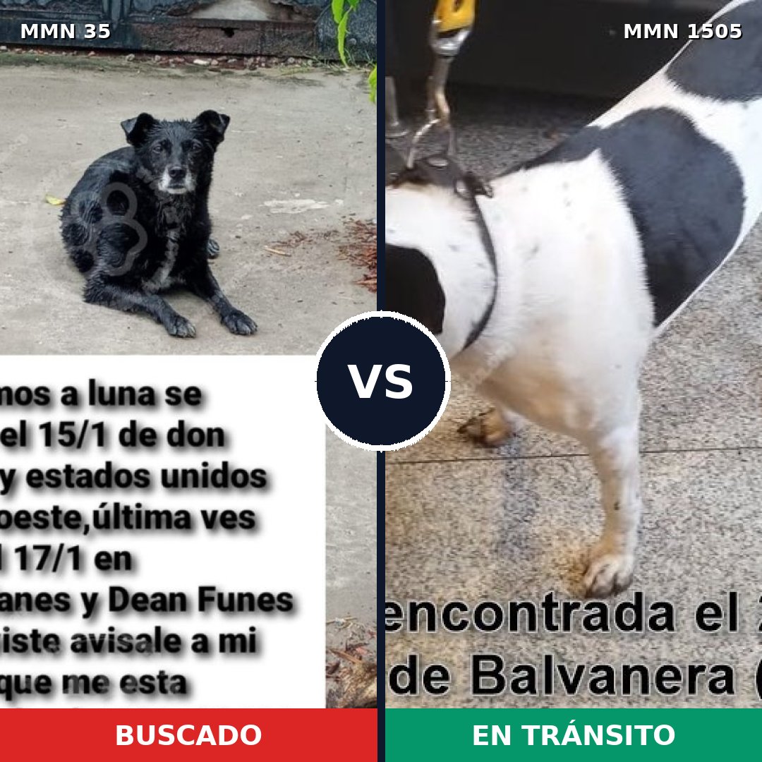 Comparativa MMS 26936: mascota perdida y mascota encontrada, 62% de similitud
