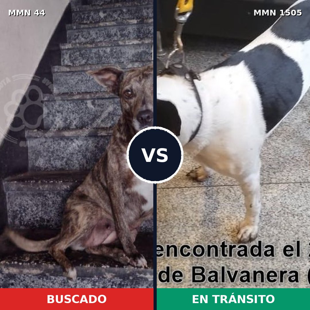 Comparativa MMS 26937: mascota perdida y mascota encontrada, 61% de similitud