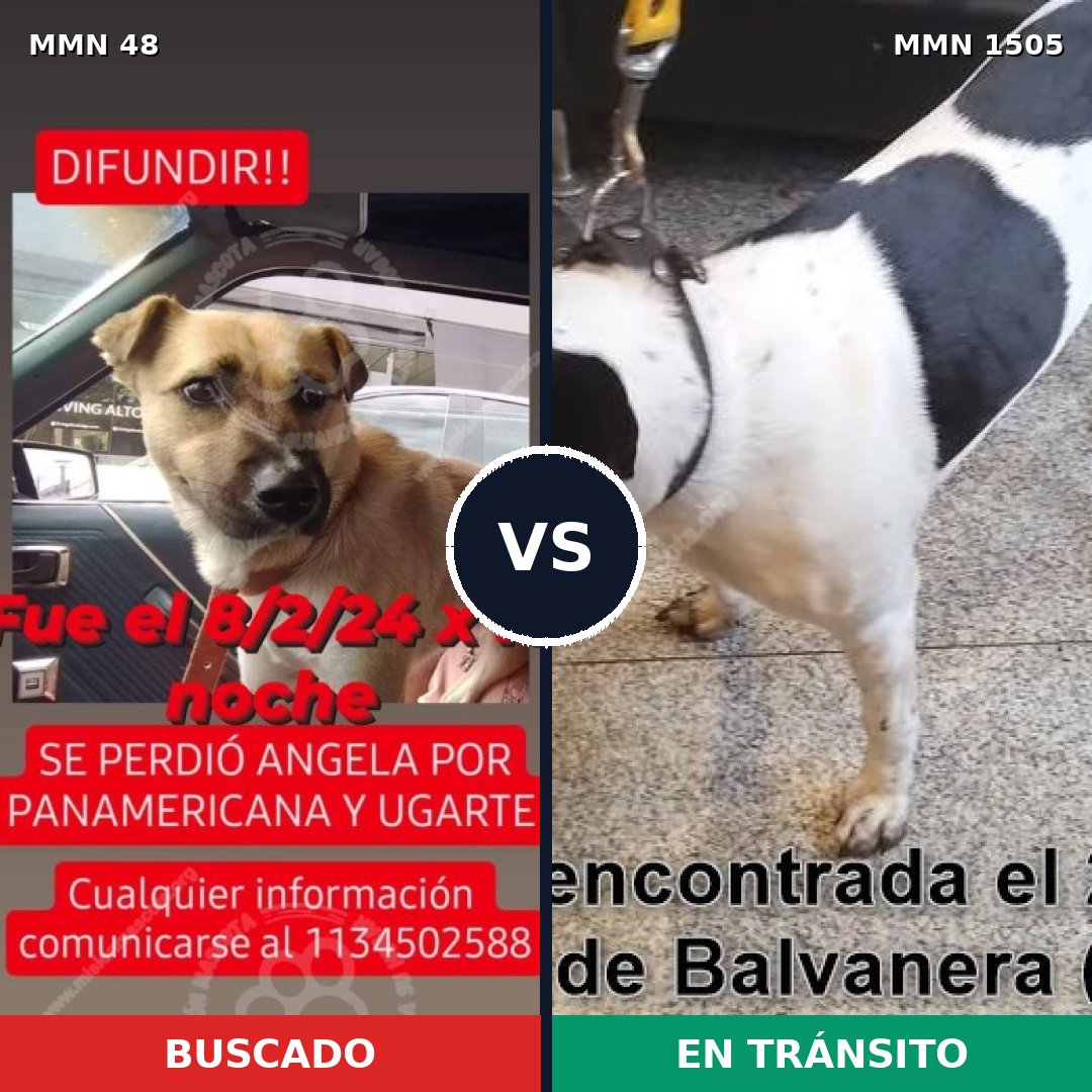 Comparativa MMS 26938: mascota perdida y mascota encontrada, 61% de similitud