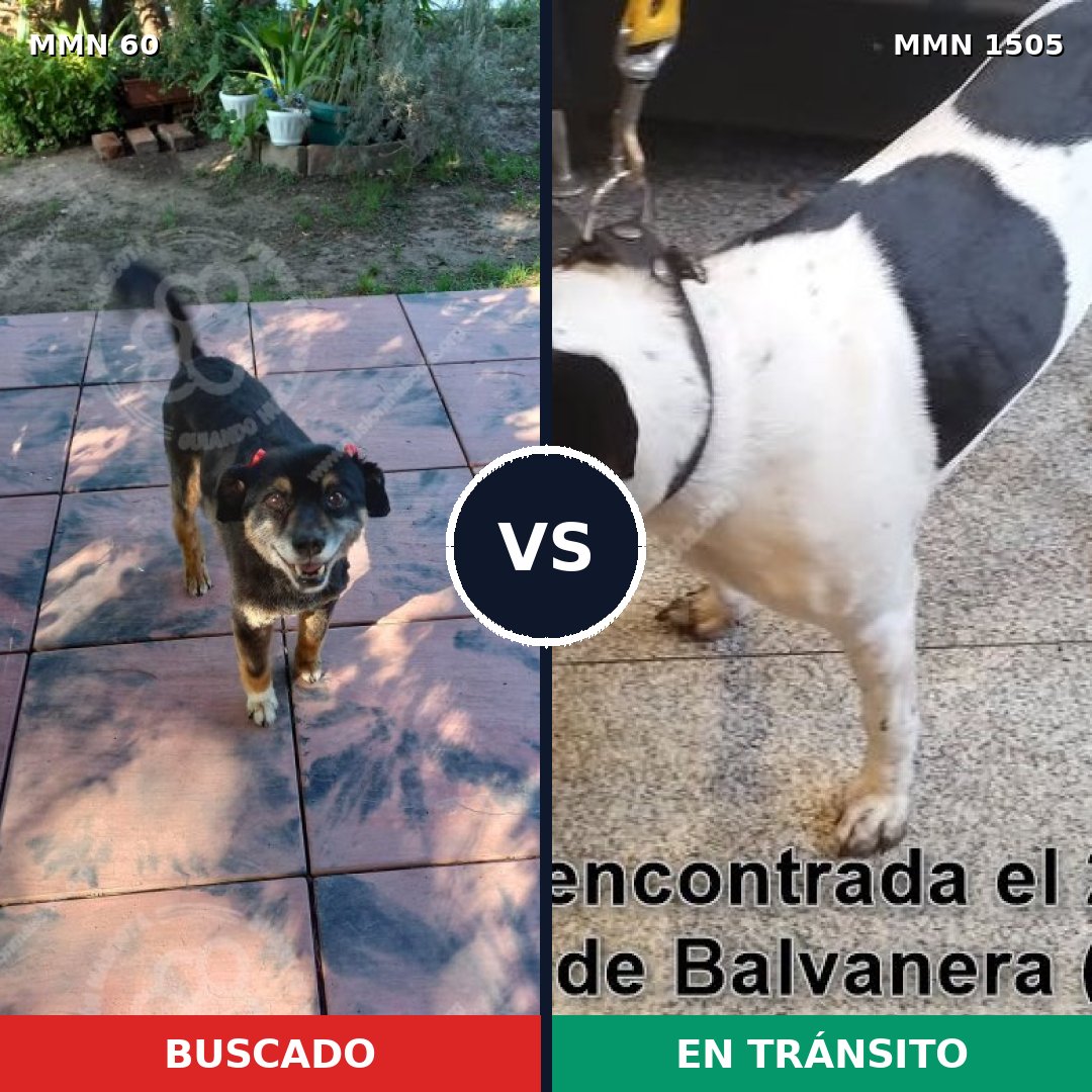 Comparativa MMS 26939: mascota perdida y mascota encontrada, 79% de similitud