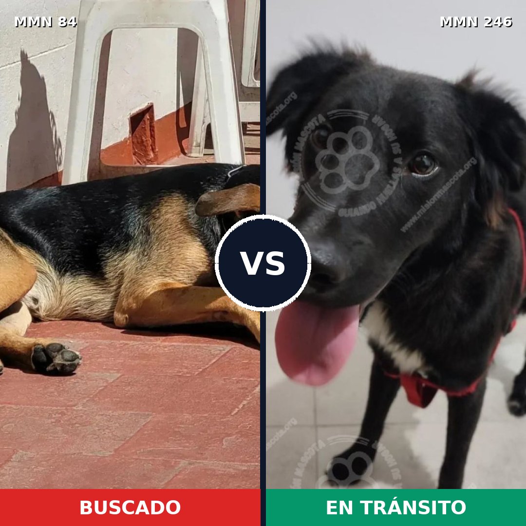 Comparativa MMS 2694: mascota perdida y mascota encontrada, 74% de similitud