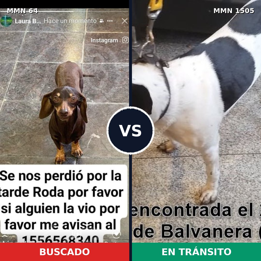 Comparativa MMS 26940: mascota perdida y mascota encontrada, 34% de similitud
