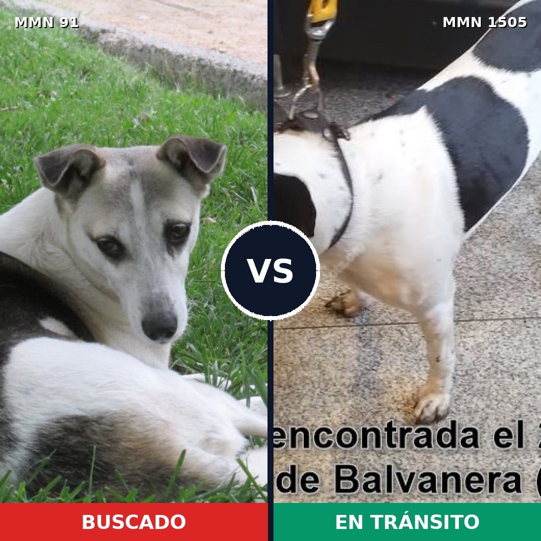 Comparativa MMS 26941: mascota perdida y mascota encontrada, 90% de similitud