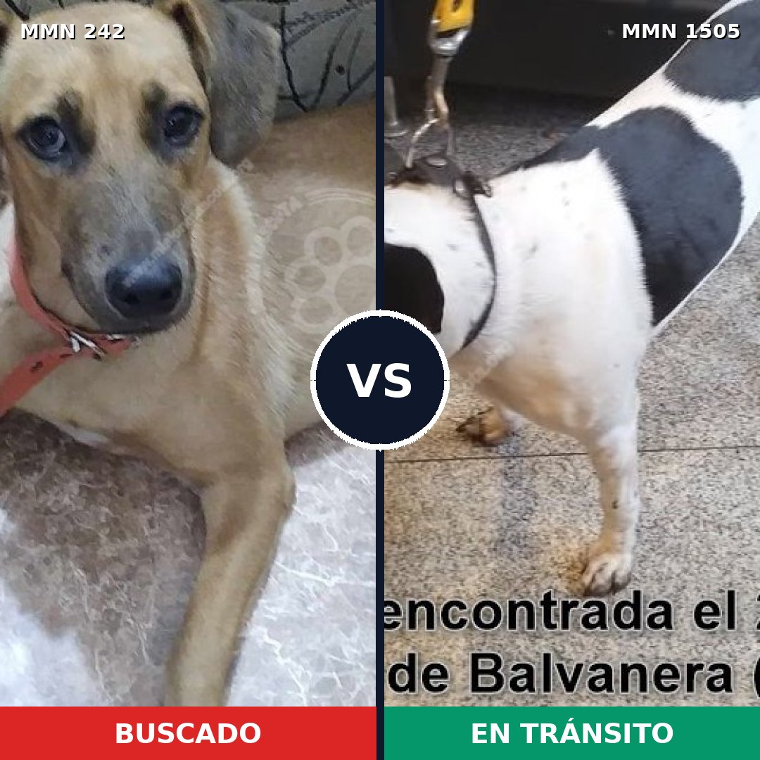 Comparativa MMS 26942: mascota perdida y mascota encontrada, 83% de similitud