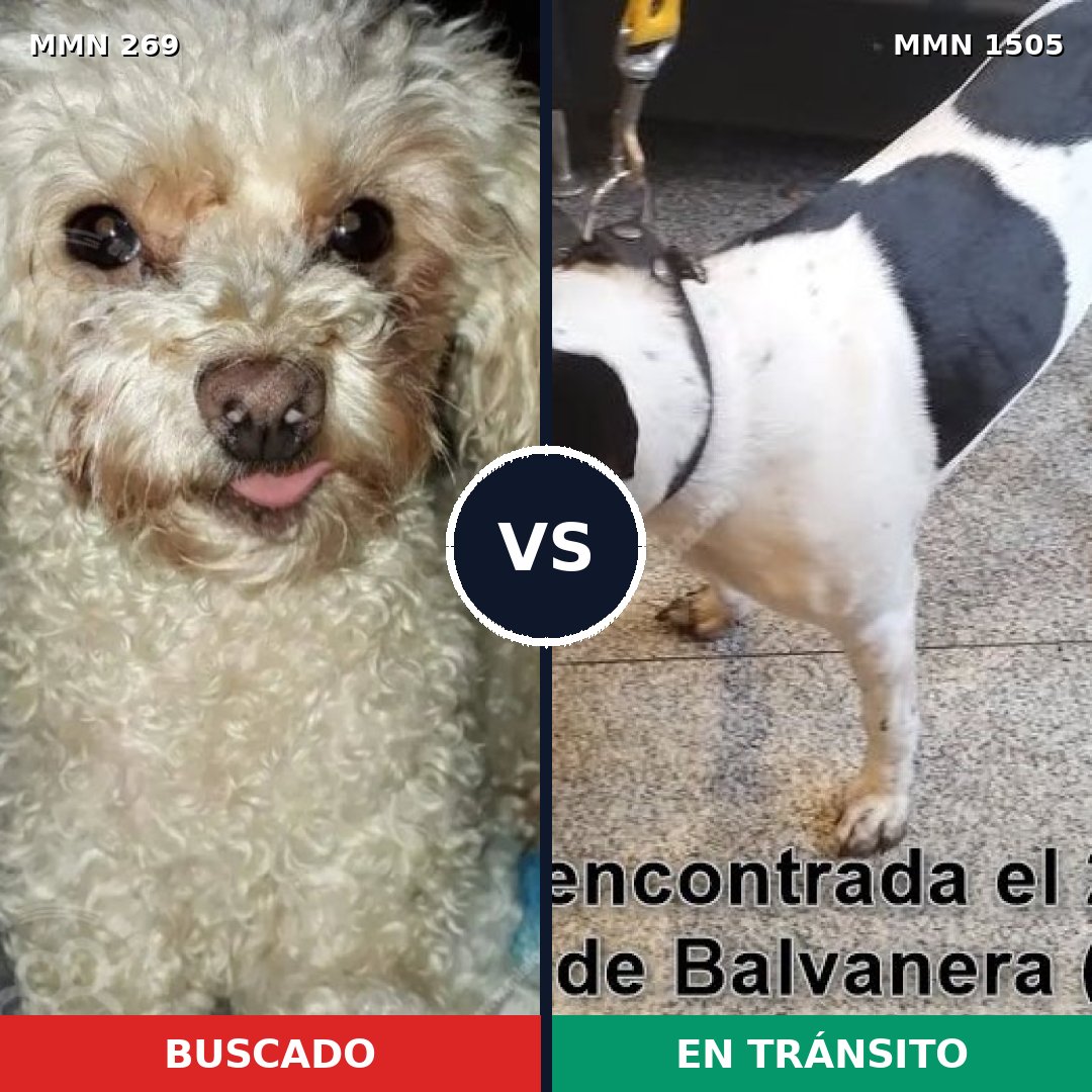 Comparativa MMS 26943: mascota perdida y mascota encontrada, 31% de similitud