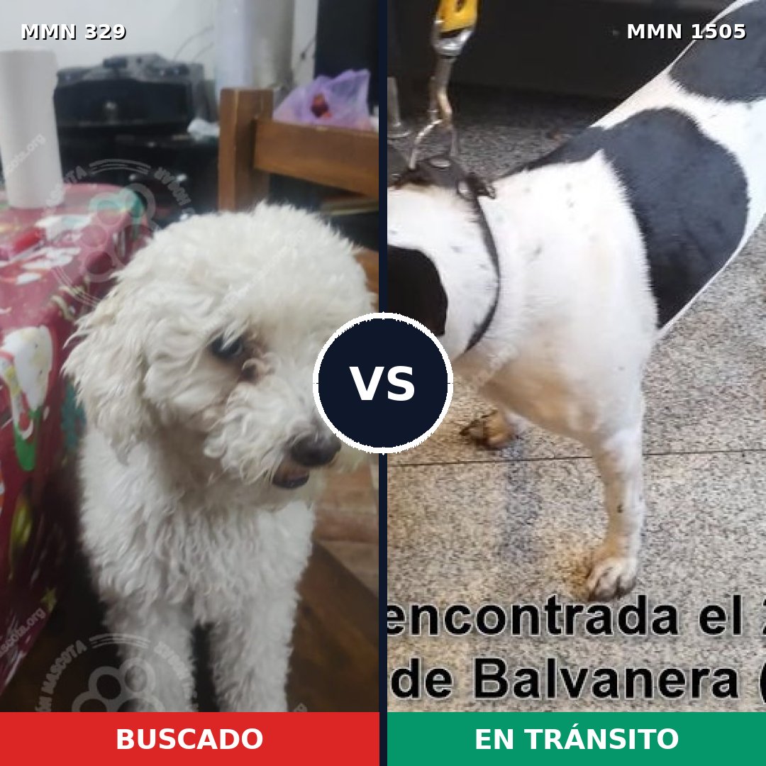 Comparativa MMS 26944: mascota perdida y mascota encontrada, 49% de similitud