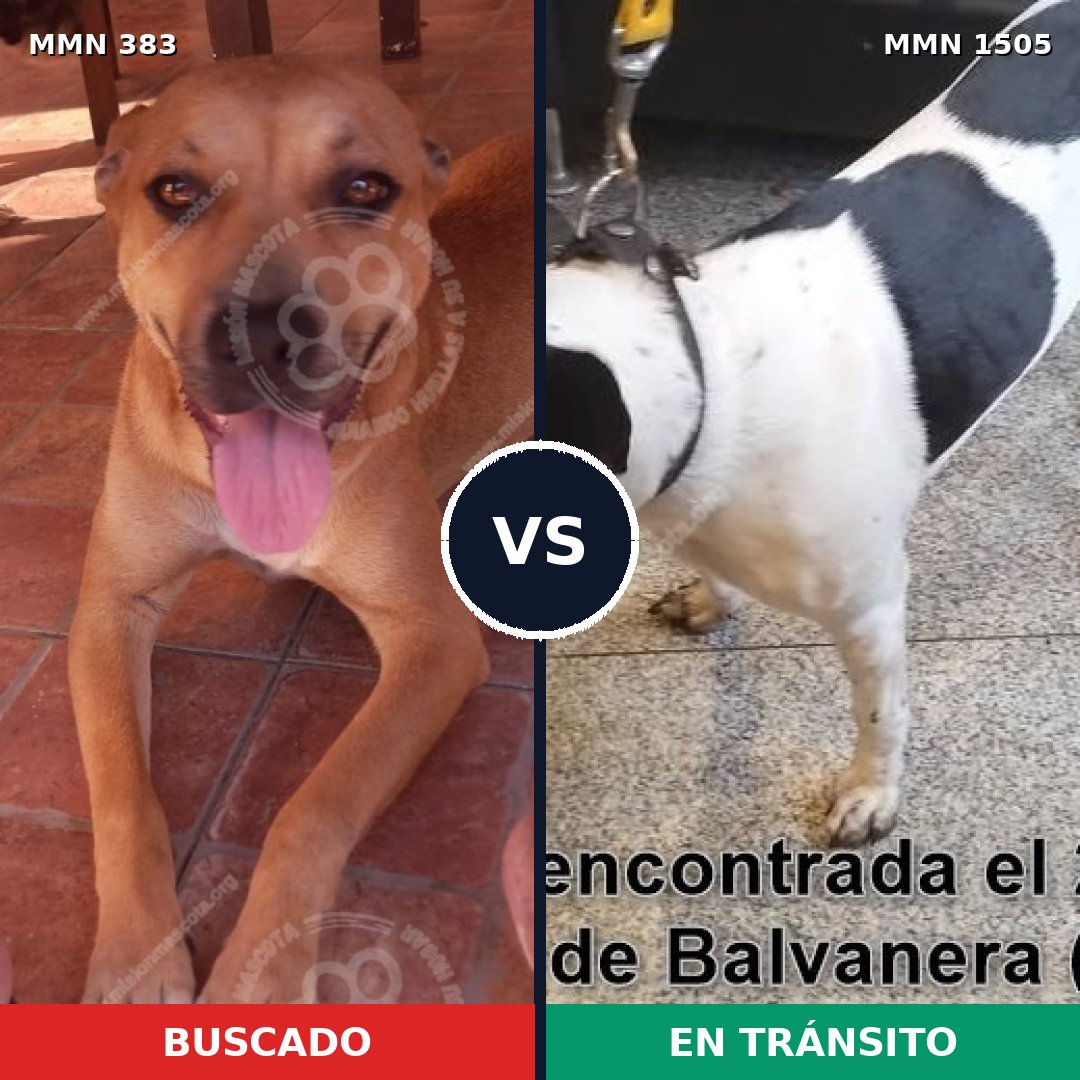 Comparativa MMS 26945: mascota perdida y mascota encontrada, 50% de similitud