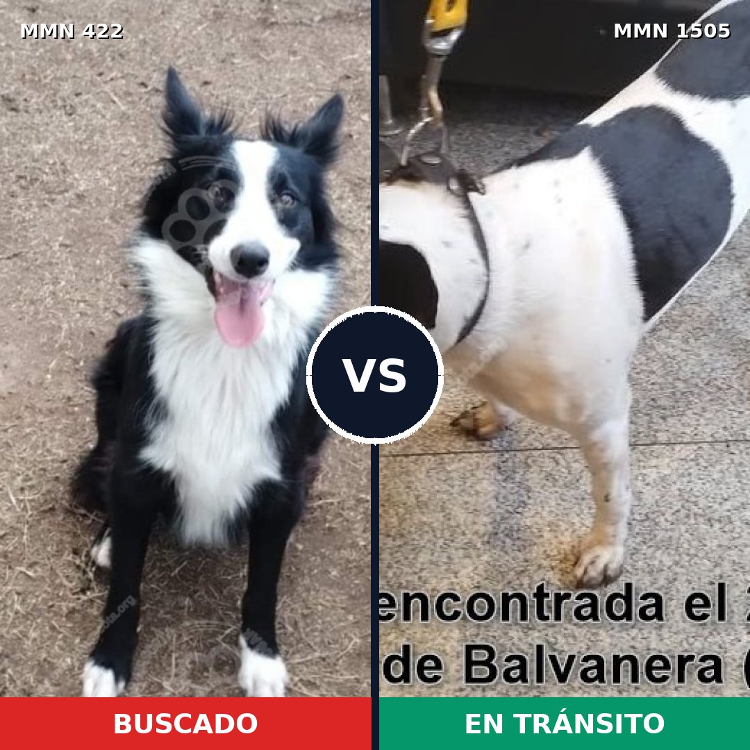 Comparativa MMS 26947: mascota perdida y mascota encontrada, 49% de similitud