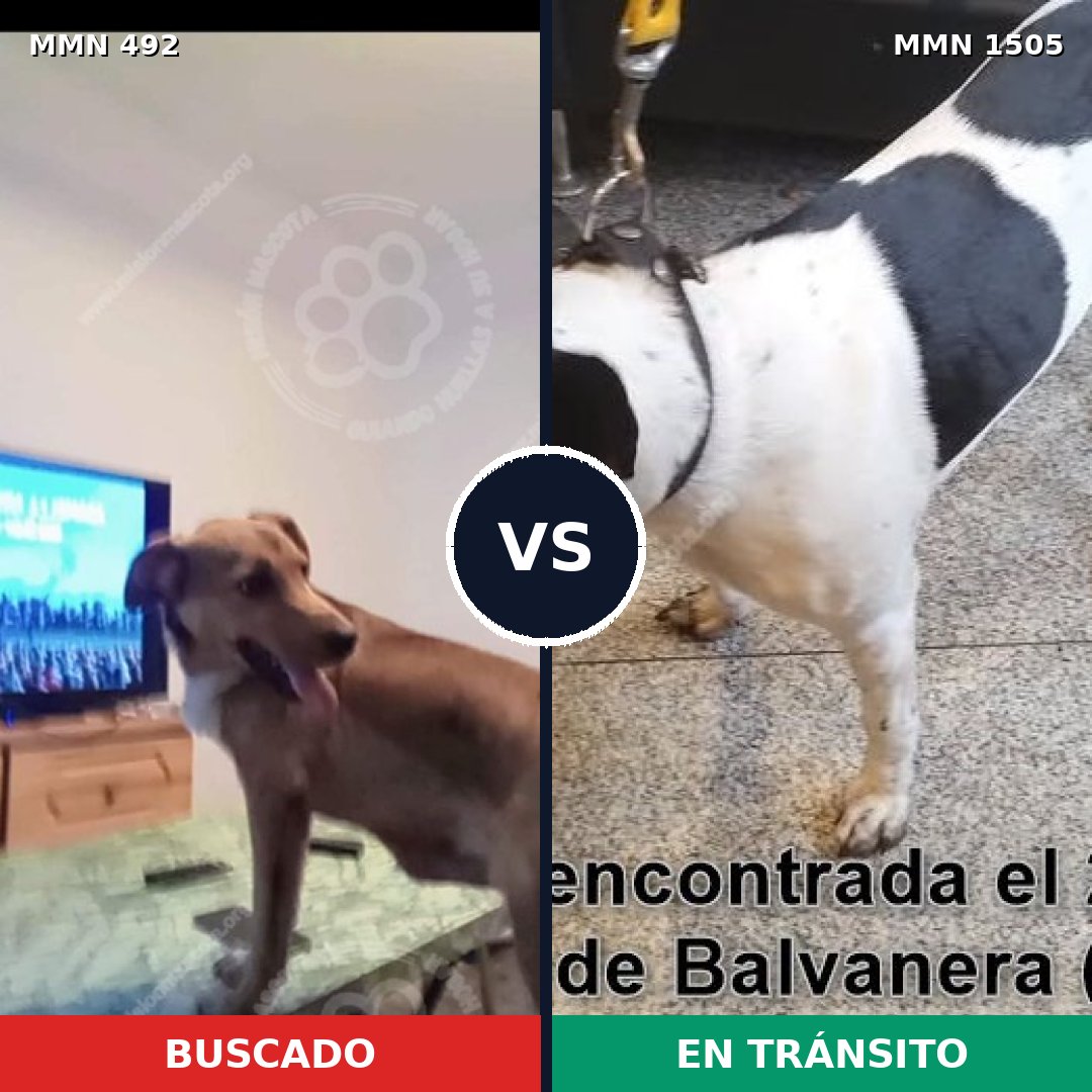 Comparativa MMS 26948: mascota perdida y mascota encontrada, 59% de similitud