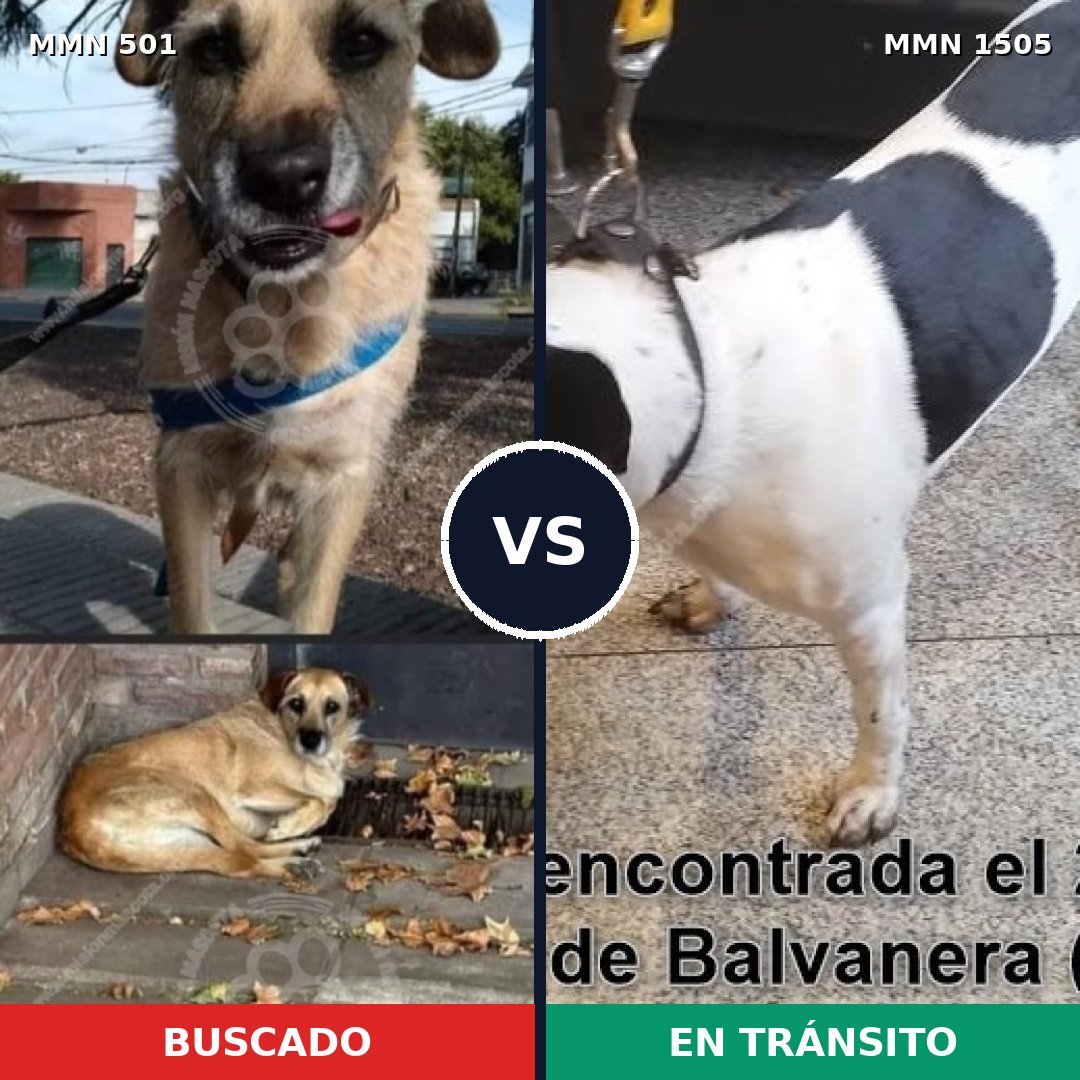 Comparativa MMS 26949: mascota perdida y mascota encontrada, 75% de similitud