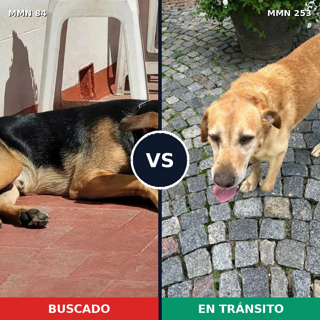 Comparativa MMS 2695: mascota perdida y mascota encontrada, 78% de similitud