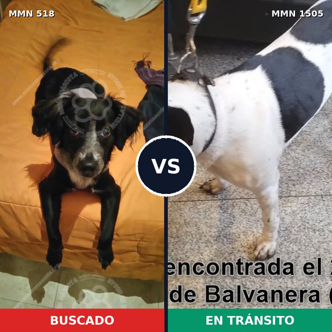 Comparativa MMS 26950: mascota perdida y mascota encontrada, 60% de similitud