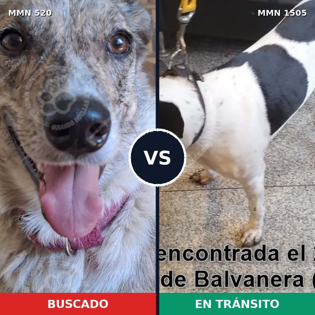 Comparativa MMS 26951: mascota perdida y mascota encontrada, 51% de similitud