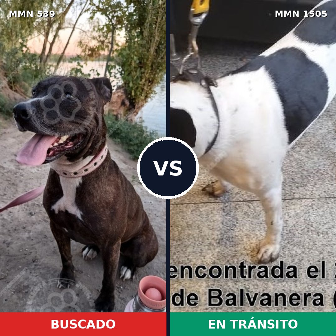 Comparativa MMS 26952: mascota perdida y mascota encontrada, 45% de similitud