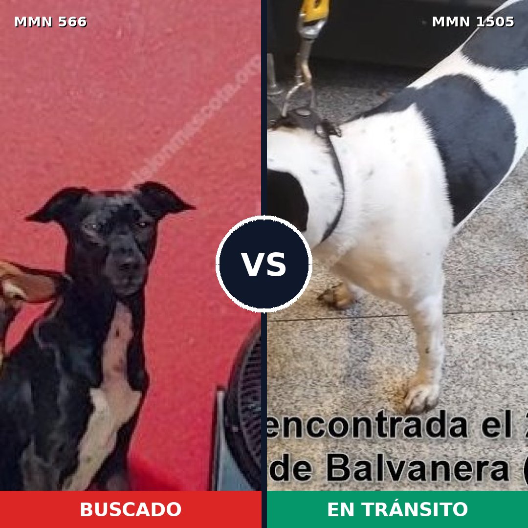 Comparativa MMS 26953: mascota perdida y mascota encontrada, 82% de similitud