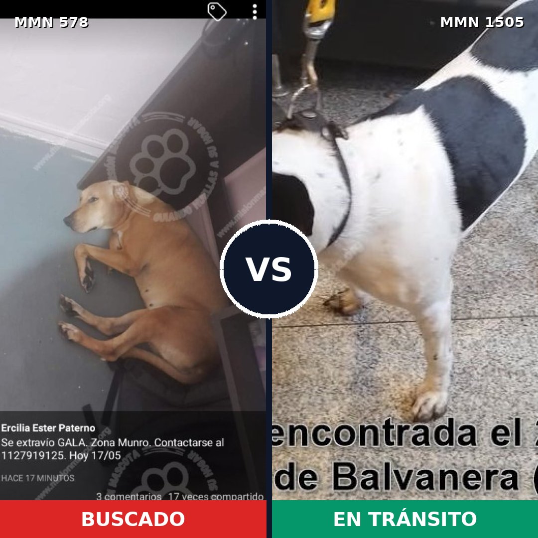 Comparativa MMS 26954: mascota perdida y mascota encontrada, 59% de similitud